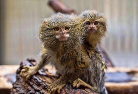 کوچک‌ترین میمون جهان / «فینگر مانکی» چیست و چرا مشهور شده؟