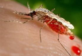 شمار مبتلایان به تب دنگی در هرمزگان به ۲۳۲ نفر رسید