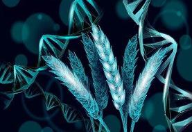 گیاه گندمی که برای خودش کود تولید می‌کند