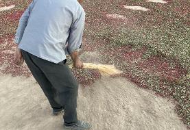 روستایی با طعم جهانی | رنگ این روستا زرشکی است