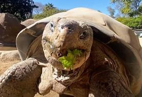 مرگ سالخورده‌ترین ساکن باغ وحش «سن‌دیگو» در ۱۴۱ سالگی