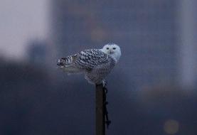 دو جفت چشم جغدی!