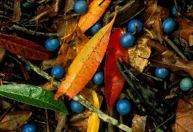 تنها میوه آبی رنگ دنیا چیست و کجا رشد می کند؟