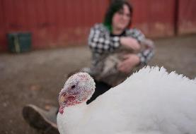 نوازش به‌جای خورش