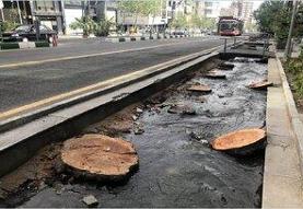 قطع درخت در منطقه ۱۴ تهران