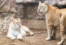 لورن جیمز، ستاره زن چلسی، کفش‌های تولید محدود خود را به وینیسیوس جونیور هدیه داد (+عکس)