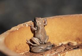 خنده‌دارترین لحظات در  دنیای حیوانات/ برندگان جایزه کمدی حیات‌وحش ۲۰۲۵/ عکس