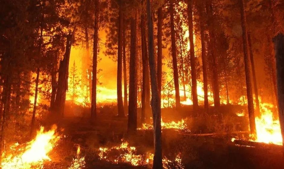 اقامت شبانه در جنگل‌های آمل ممنوع شد