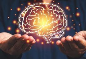 پنج دوره ساختاری مغز؛ کشف نقاط عطف سیم کشی عصبی از تولد تا کهنسالی(+عکس)