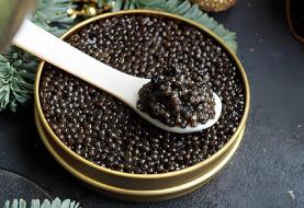 معجزه علمی برای تولید خاویار در ژاپن / وقتی ماهی‌های نر به «ماده ممتاز» تبدیل می‌شوند