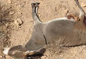 ماجرای کشتار الاغ‌های بی‌صاحب در میناب چیست؟