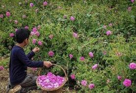 عربستان سعودی، گل محمدی ایران را به نام خود ثبت جهانی کرد