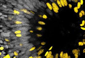 چشمی که هرگز پیر نمی‌شود