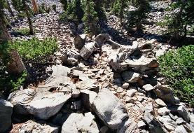 قدیمی‌ترین موجود زنده زمین که توسط انسان از بین رفت