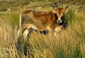 این گاوهای فراموش‌شده‌ ۱۳۰ سال در جزیره متروکه زندگی کردند