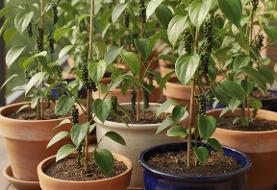 روش کاشت و نگهداری فلفل سیاه در گلدان