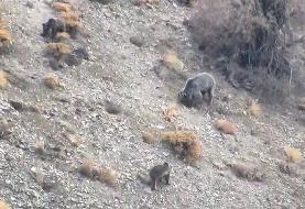 مشاهده یک قلاده خرس با دو توله در این استان/ عکس