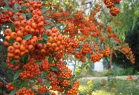 میوه ای کوچک با معجزه ای بزرگ برای قلب و اعصاب!