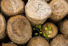 ماجرای نیسان پر از بلوط‌ های قطع شده در اندیمشک | فرمانده یگان حفاظت خوزستان: علاوه بر متخلف با ...