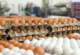 چرا تخم‌مرغ گران شد؟