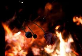 آزادسازی کشت خشخاش صحت دارد؟