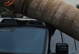 ببینید | سقوط نخل غول‌پیکر روی خودروی چینی / مقاومت تحسین‌برانگیز