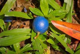 تنها میوه آبی جهان را ببینید