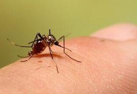آمار جدید ابتلا به تب دنگی در کشور/ پشه آئدس در کدام استان‌ها دیده شده است؟