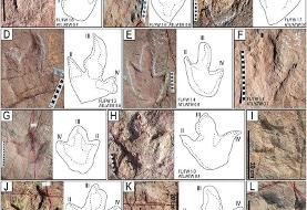 ببینید؛ ۱۶ هزار ردّپا از دایناسورهایی که ۶۶ میلیون سال قبل در اینجا می‌دویدند!