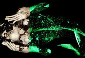 راز شگفت‌انگیز پری دریایی مومیایی شده در ژاپن!