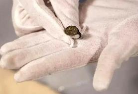 آثار باستانی ۱۵۰۰ ساله سر از مغازۀ دست‌دوم‌فروشی درآورد | عکس