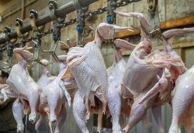 ایرانی‌ها چقدر مرغ خوردند؟