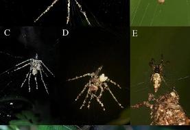 عنکبوت واقعی کدام است؟ / پاسخ شما را شگفت‌زده می‌کند