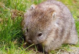 استفاده از مدفوع برای دوست‌یابی / آشنایی با یکی از عجیب‌ترین موجودات جهان