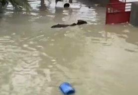 قهرمان ۱۵ ساله سیل هرمزگان جان خود را به خطر انداخت