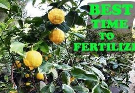 بهترین زمان کود دهی مرکبات شمال