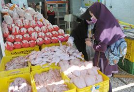 زنگ خطر گرانی مرغ به صدا درآمد | گرانی نهاده دامن مرغداری های را گرفت