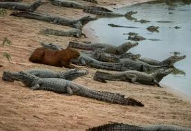 راز همزیستی عجیب؛ چرا تمساح‌ها علاقه‌ای به خوردن برگچه‌خوار ندارند؟(+عکس)