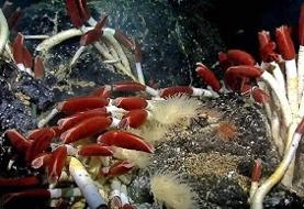 ترافیک سنگین در محور هراز؛ افزایش حجم تردد در مسیر جنوب به شمال