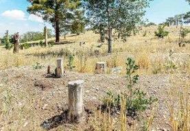 کاغذ مصرف می کنیم که کتاب درسی چاپ شود؛ این یعنی نابودی جنگلهای هیرکانی