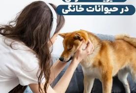 ۱۰ نشانه پنهان استرس در حیوانات خانگی و روش‌های عملی آرام‌سازی آن‌ها در خانه