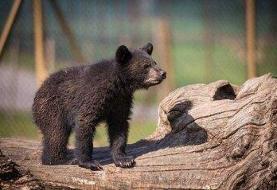 سرنوشت توله خرس گمشده پردیسان/  ضعف از ما بود که دوربین‌گذاری‌ها دقیق نبود