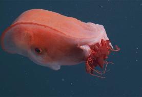 هیولای ژله‌ای اعماق دریا پیدا شد /عکس