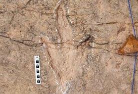 دانشمندان ۱۶ هزار ردپای دایناسور را در بولیوی ثبت کردند