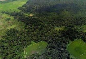 بهای واقعی جنگل‌کاری عظیم چین