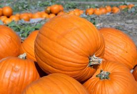 تشخیص بهترین و شیرین ترین کدو حلوایی با این ترفندها