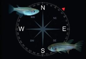 کشف موجود ناشناخته‌ای که دارای GPS داخلی است!