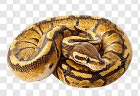 حیوانات عجیب در خانه ایرانی ها | انتخاب حیوان خانگی سلیقه‌ ای نیست | جنگ آینده جنگ ژن‌ هاست