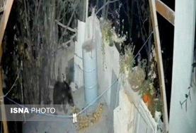 حضور غیرمنتظره خرس در منزل مسکونی