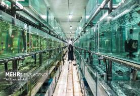 پرورش ماهی تزئینی